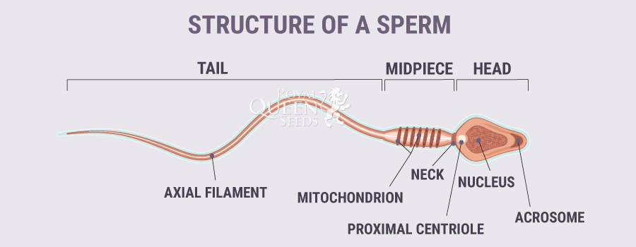 Sperm Structure Sperm Structure