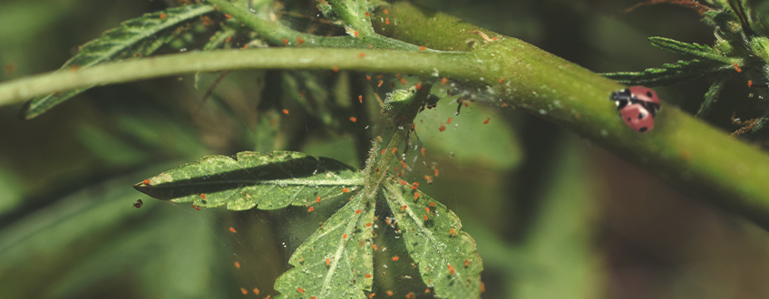 Hoe Gebruik je Lieveheersbeestjes tegen Spint en Andere Insecten?