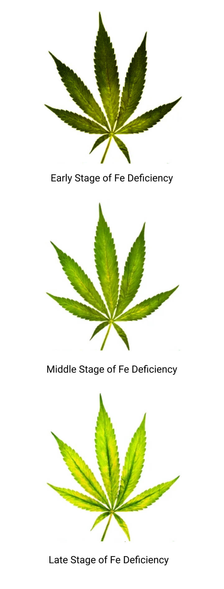 Stages of Iron Deficiency