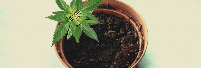 STANDAARD BLOEMPOT STANDAARD BLOEMPOT