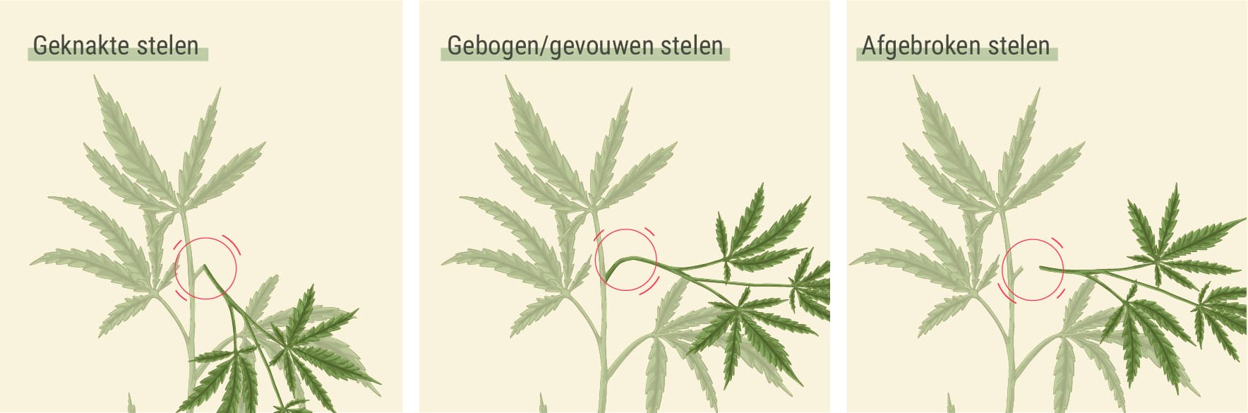 Welke schade zie je vaak bij stelen? Welke schade zie je vaak bij stelen?