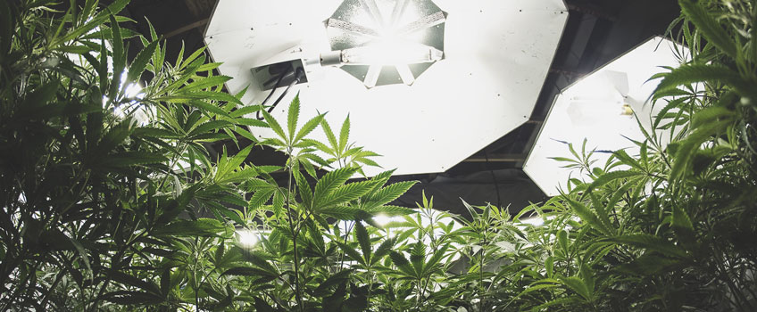 Flush-LST-Autoflowering-Cannabis-Plant
