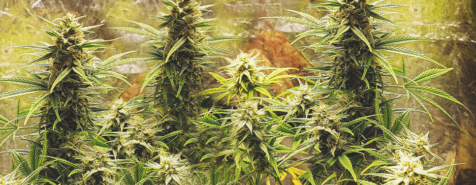 Critical Automatic