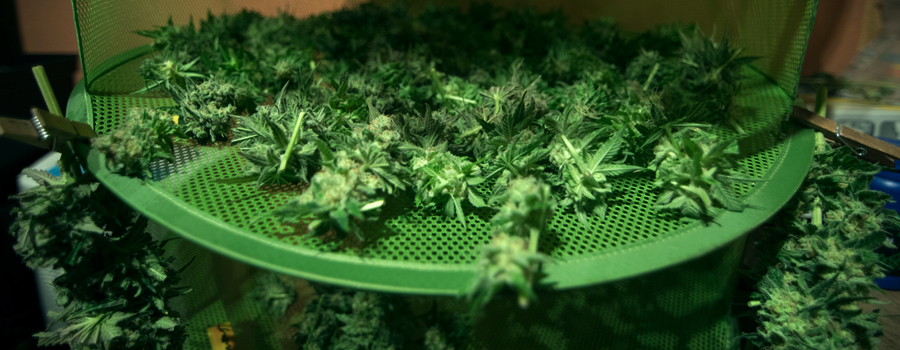 Cannabis knop