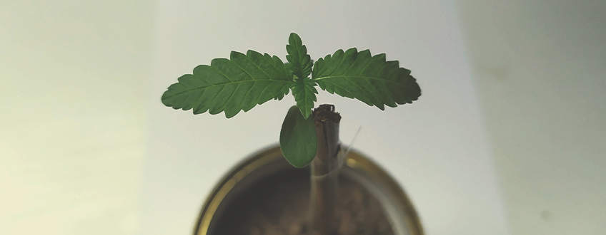 ONDERSTEUN DE PLANTSTRUCTUUR ONDERSTEUN DE PLANTSTRUCTUUR