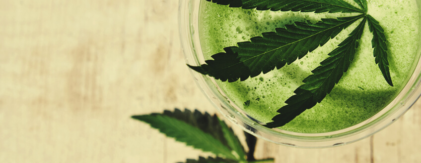 Cannabis Sap Cannabis Sap