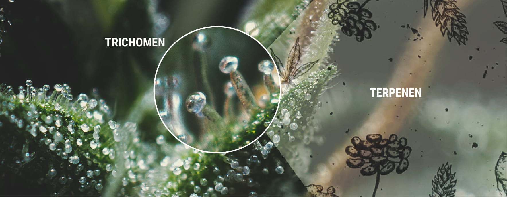 Terpenen en terpenoïden