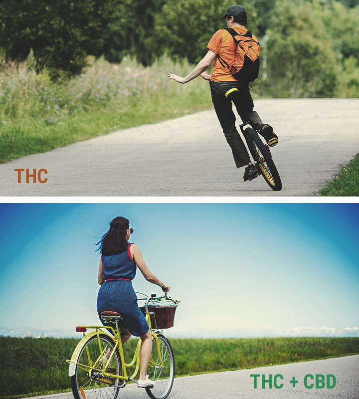 CBD Versus THC CBD Versus THC