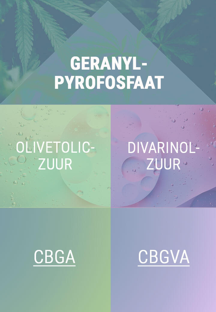 CBGA EN CBGVA: WAAR HET ALLEMAAL MEE BEGINT CBGA EN CBGVA: WAAR HET ALLEMAAL MEE BEGINT