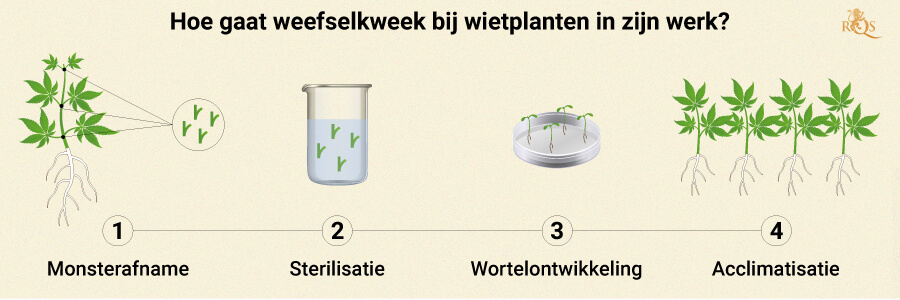 HOW CANNABIS TISSUE PROPAGATION WORKS