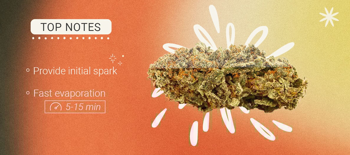 Top Notes Cannabis Top Notes Cannabis