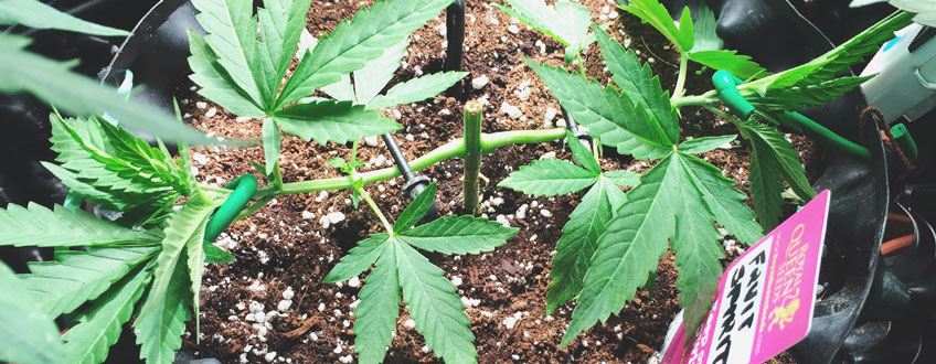 Topped Plant Topped Plant