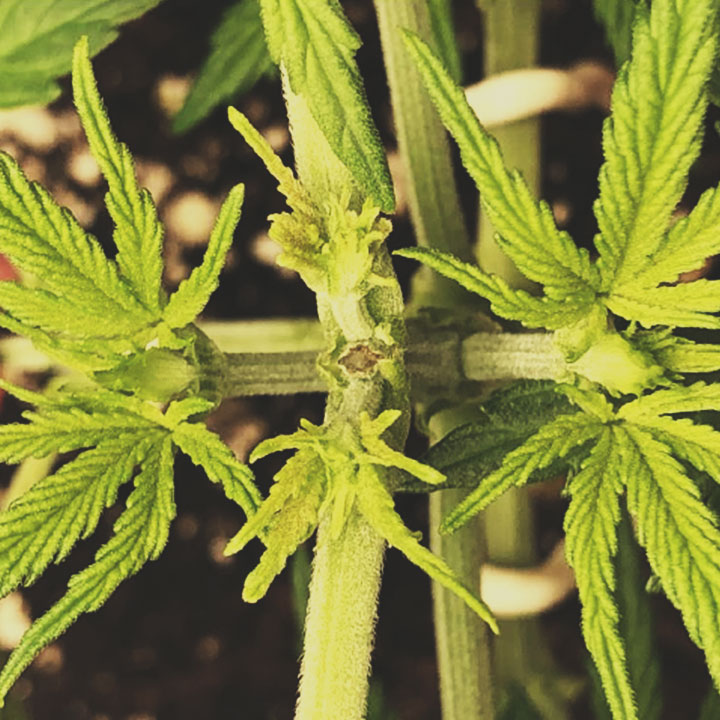 Zo Pas je ScrOG toe: Werkwijze Zo Pas je ScrOG toe: Werkwijze