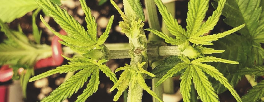 Zo Pas je ScrOG toe: Werkwijze Zo Pas je ScrOG toe: Werkwijze
