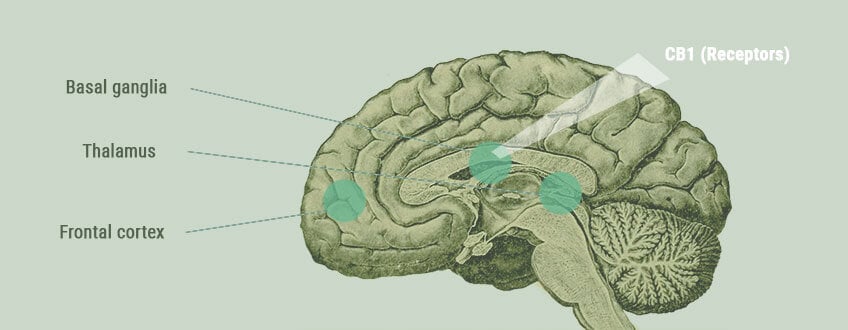 Medical Marijuana Treating Tourette