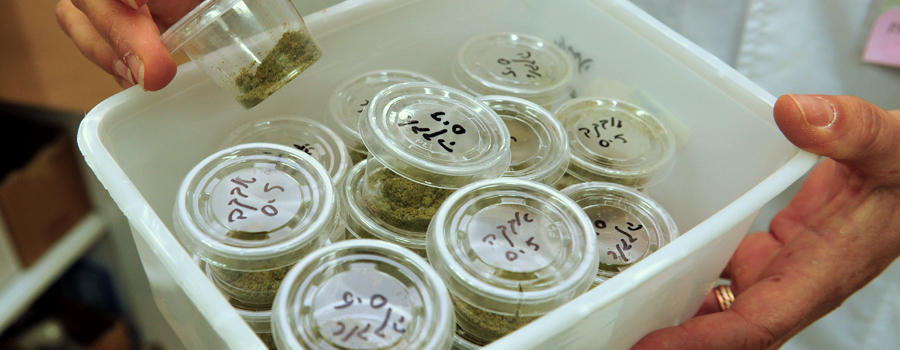 medicinale cannabis