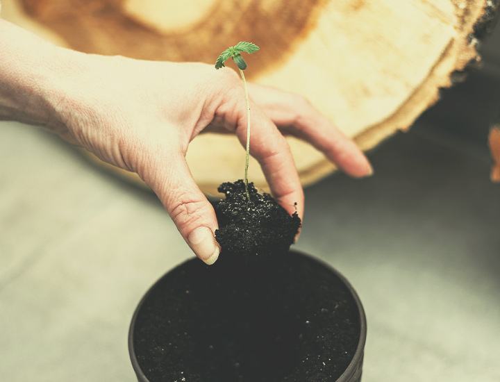 Autoflowering Wietzaadjes voor Binnenkweek