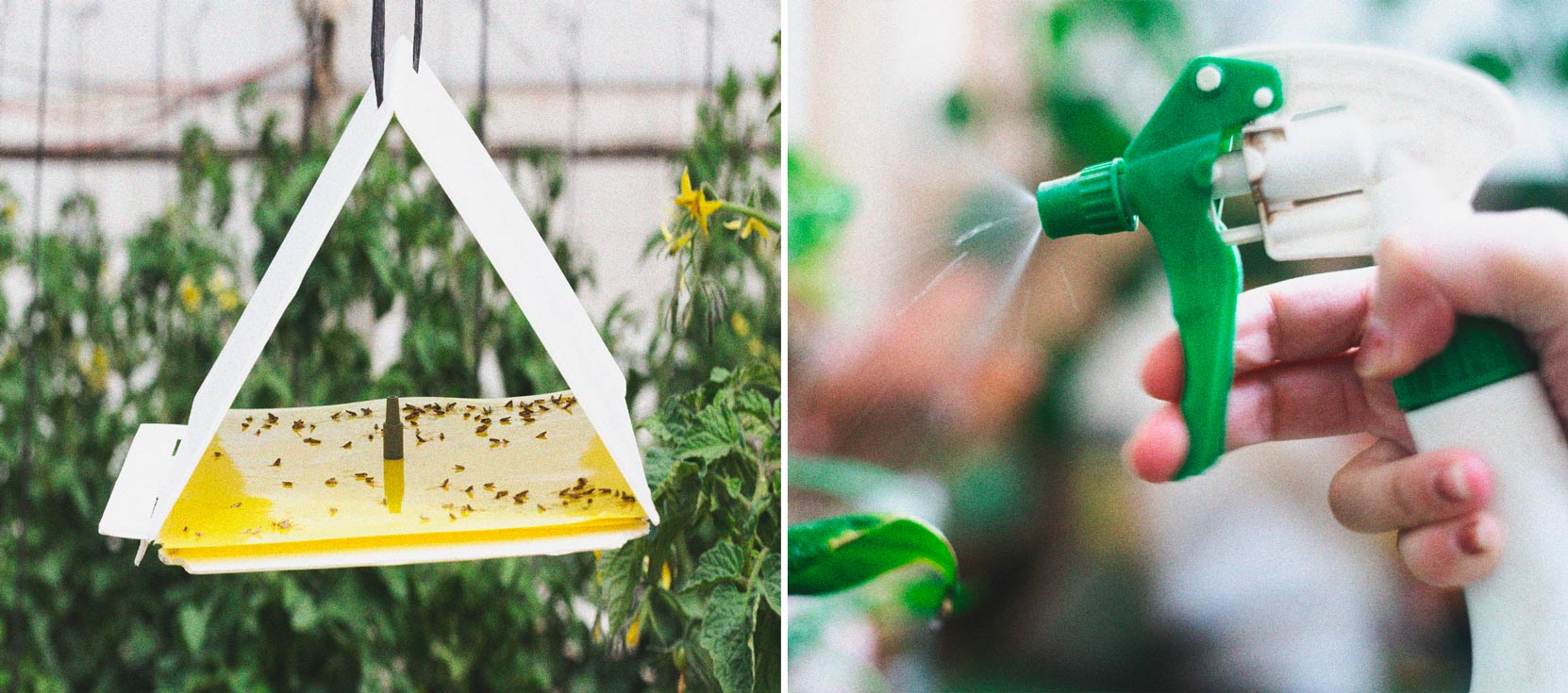 Hoe houd je krekels uit de buurt van je wietplanten?