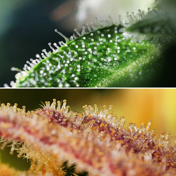 Trichomes - Credit: Magnetous