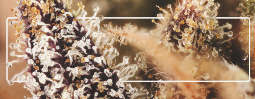 Trichomes Trichomes
