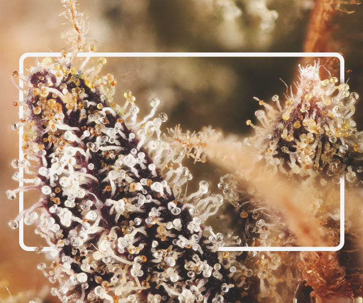 Trichomes Trichomes