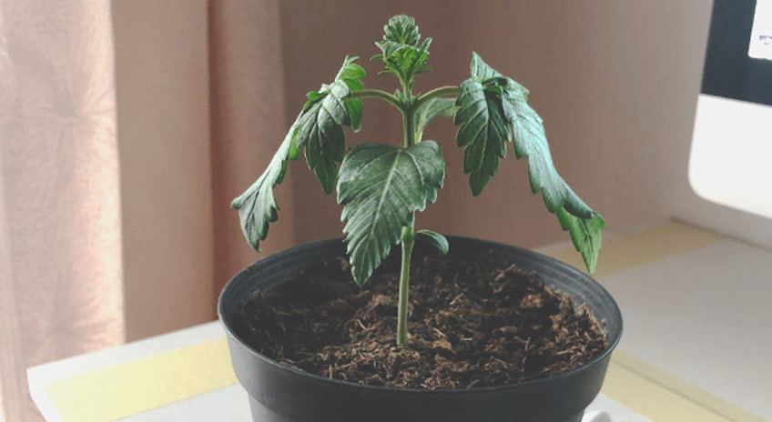 Overwatering Overwatering