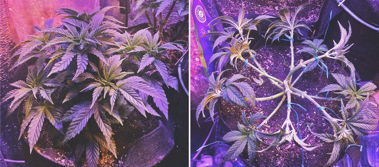 Defoliation Cannabis Plant