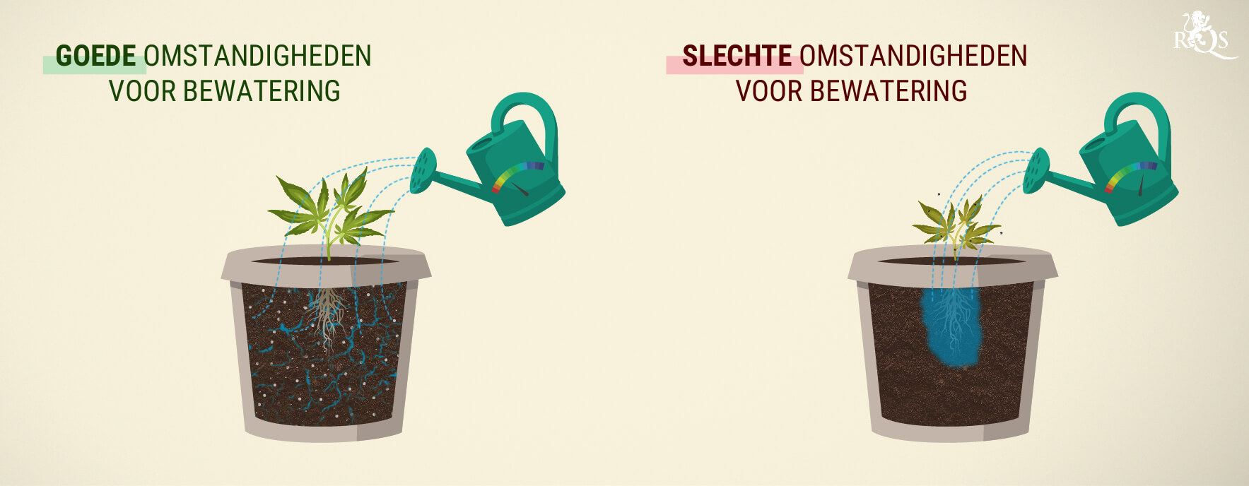 Hoeveel water hebben cannabisplanten nodig? Hoeveel water hebben cannabisplanten nodig?