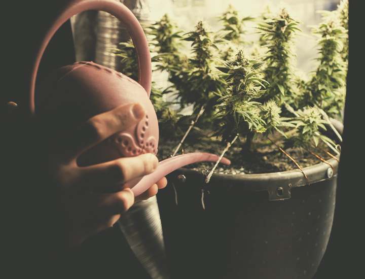 Autoflowering Wietzaadjes voor Binnenkweek Autoflowering Wietzaadjes voor Binnenkweek