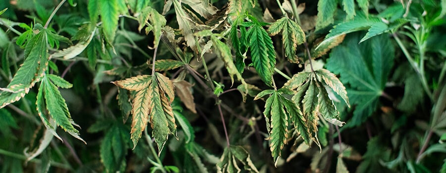 Hangende, slappe planten Hangende, slappe planten