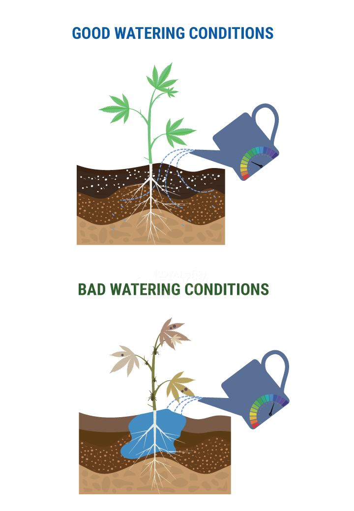 HOEVEEL WATER HEBBEN CANNABISPLANTEN NODIG? HOEVEEL WATER HEBBEN CANNABISPLANTEN NODIG?