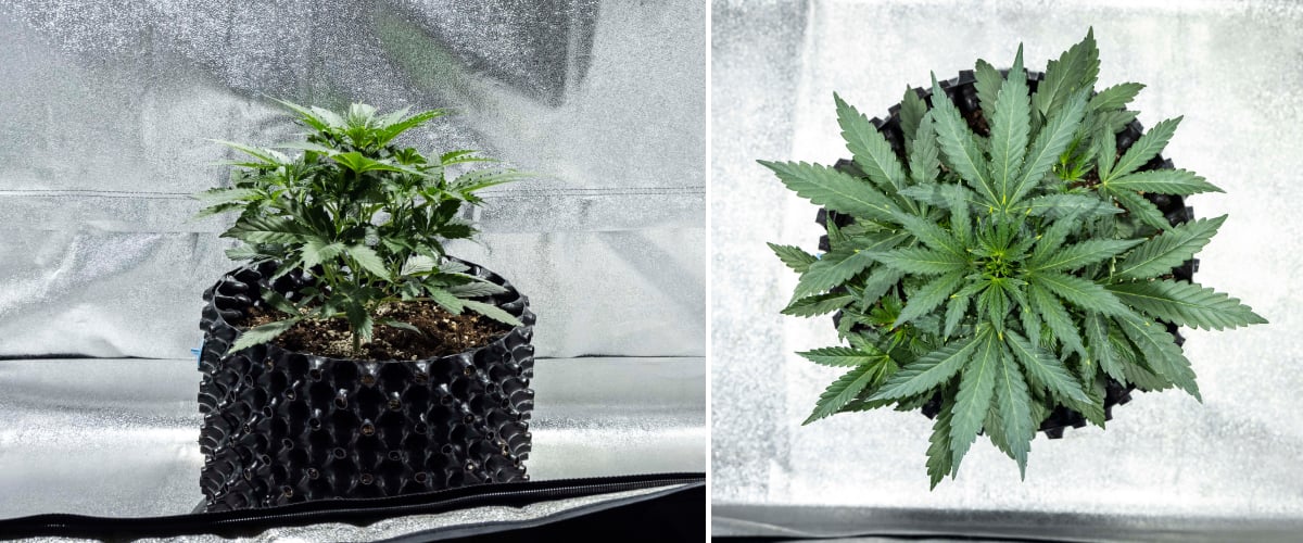 North Thunderfuck cannabisplant in week 2 van vroege vegetatieve groei met extra waaierbladeren en een sterker wortelstelsel in aarde onder LED-licht