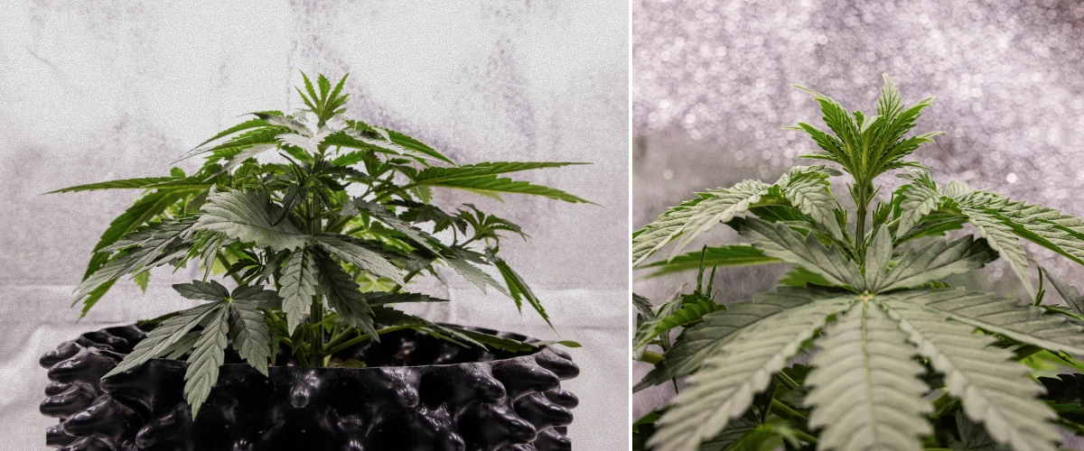 GOAT'lato Auto cannabisplant in week 2 van de vroege vegetatieve groei, met extra waaierbladeren en een sterk wortelstelsel onder LED-licht in BioBizz Light Mix