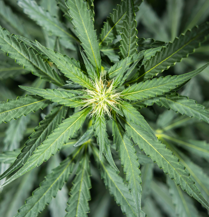 North Thunderfuck cannabisplant in week 5 van de vroege bloeifase met verse witte stampers op de budsites en gezonde waaierbladeren onder LED-licht