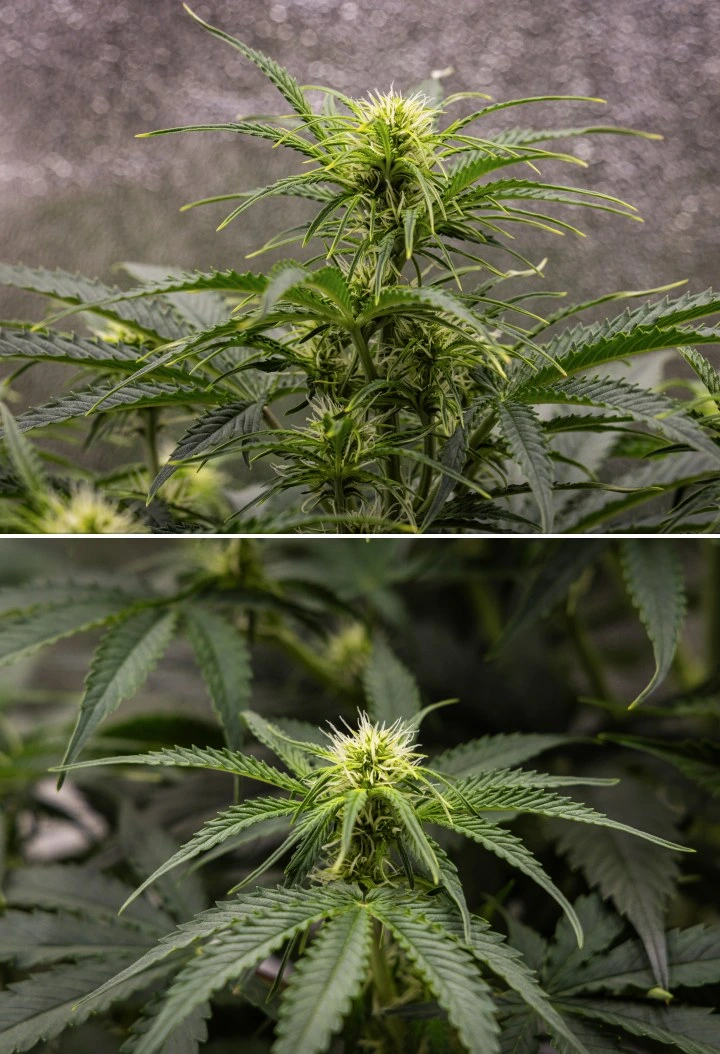 Gaia F1 kweekverslag – Week 5 bloeigroei Gaia F1 cannabisplant in week 5 die in aarde groeit met gezonde bloeigroei binnenshuis