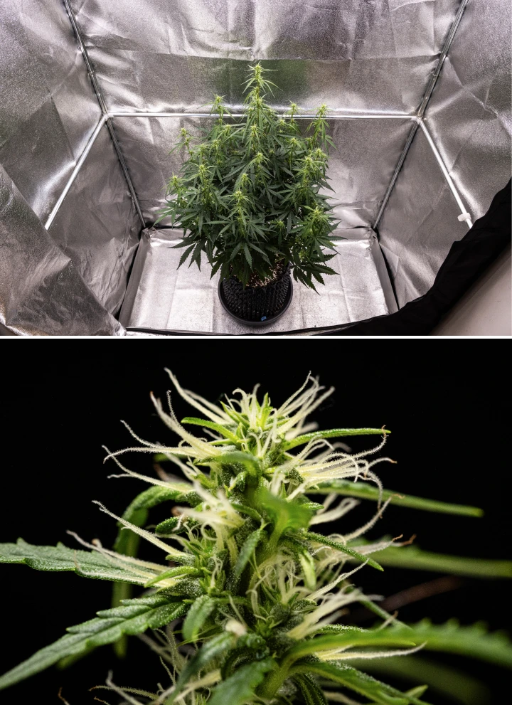 GOAT'lato Auto cannabisplant in week 5 en 6 van de vroege bloeifase met gevestigde budsites, gecontroleerde stretch en compacte structuur onder LED-licht