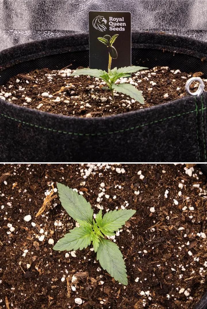 Gaia F1 kweekverslag – Week 1 Zaailingfase Gaia F1 cannabiszaailing in week 1 die in aarde groeit, met de eerste echte bladeren in ontwikkeling en een compacte vroege structuur onder binnenomstandigheden