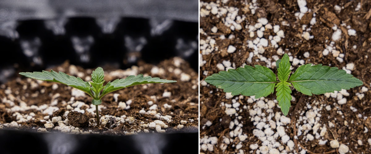 GOAT'lato Auto Kweekverslag – Week 1 Zaailingfase