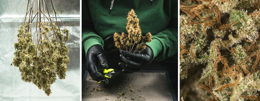 Harvest Harvest