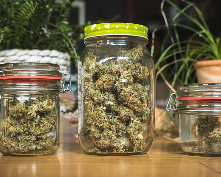 Harvest Harvest