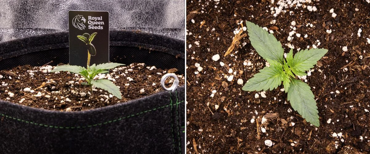 Gaia F1 kweekverslag – Week 1 Zaailingfase Gaia F1 cannabiszaailing in week 1 die in aarde groeit, met de eerste echte bladeren in ontwikkeling en een compacte vroege structuur onder binnenomstandigheden