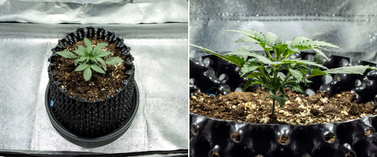 North Thunderfuck cannabiszaailing in week 1 met de eerste echte bladeren en gezonde vroege groei in aarde onder ledlicht