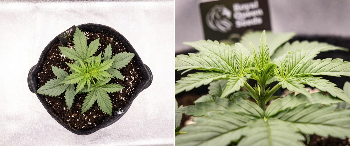 Gaia F1 kweekverslag – Week 2 vroege vegetatieve groei Gaia F1 cannabisplant in week 2 die in aarde groeit met gezonde vroege vegetatieve groei binnenshuis
