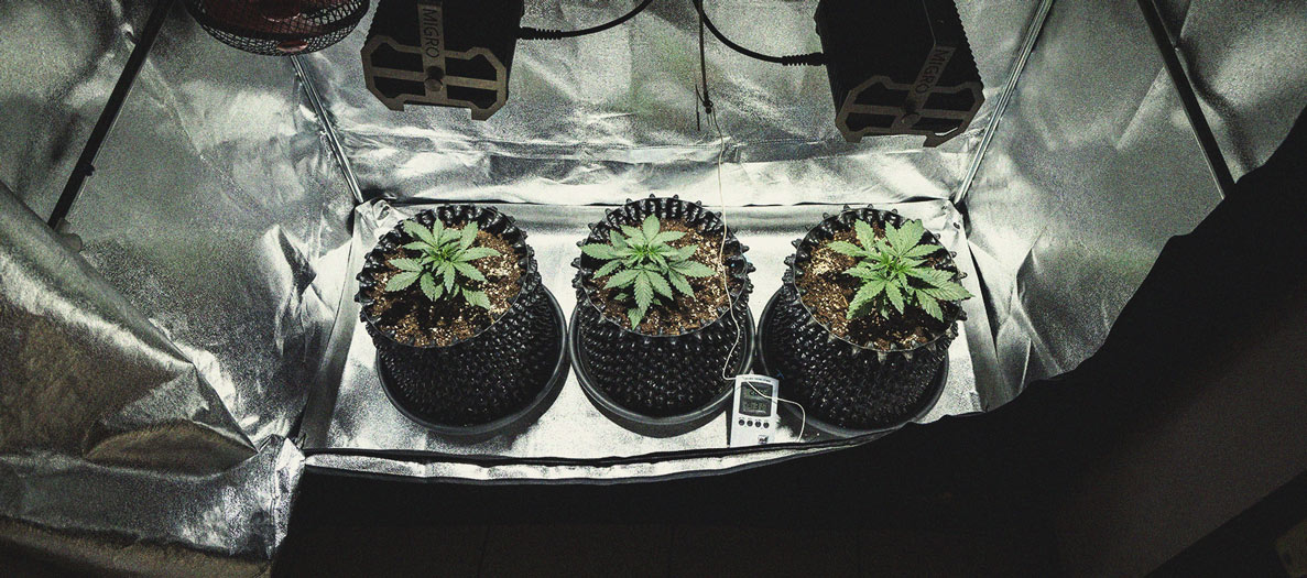 Cookies Gelato Automatic Grow Report Cookies Gelato Automatic Grow Report