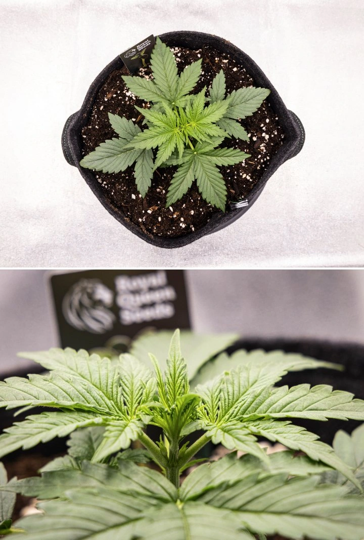 Gaia F1 kweekverslag – Week 2 vroege vegetatieve groei Gaia F1 cannabisplant in week 2 die in aarde groeit met gezonde vroege vegetatieve groei binnenshuis