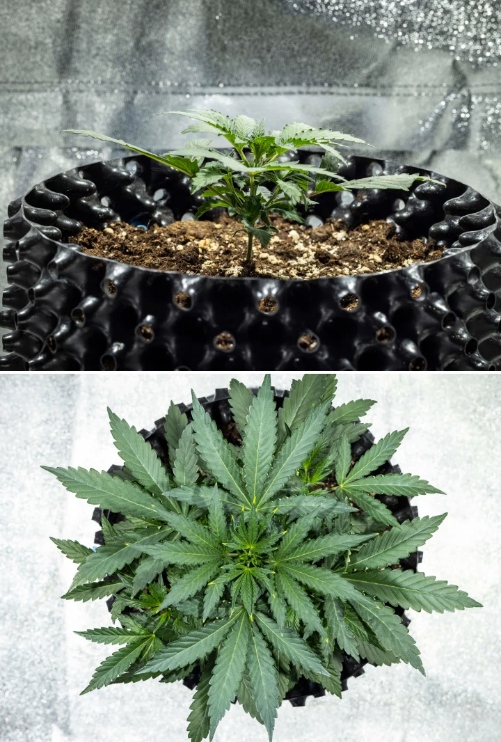 North Thunderfuck cannabisplant in week 2 van de vroege vegetatieve groei, met extra waaierbladeren en de ontwikkeling van een sterker wortelstelsel in aarde onder ledlicht