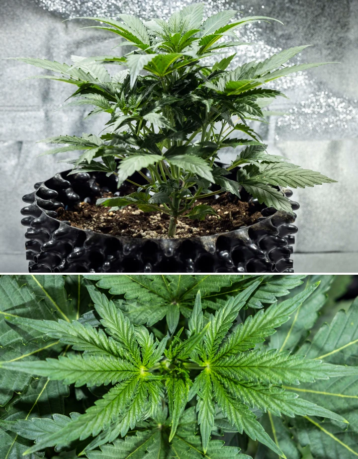 North Thunderfuck cannabisplant in week 3 van de vegetatieve groei met een krachtige structuur, brede waaierbladeren en gezonde vertakking in aarde onder ledlicht