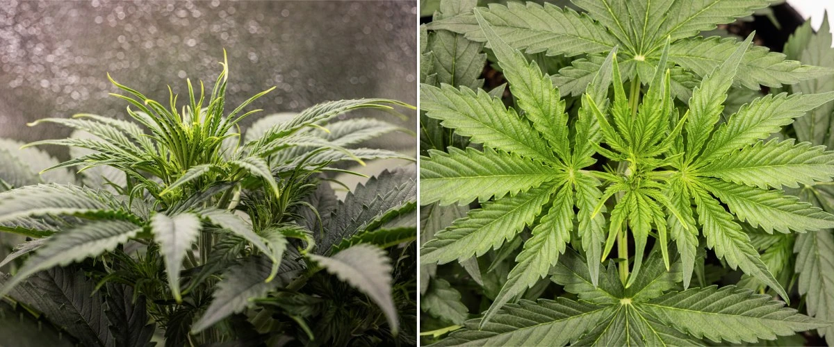 Gaia F1 kweekverslag – Week 3 vegetatieve groei Gaia F1 cannabisplant in week 3 die in aarde groeit met gezonde vegetatieve groei binnenshuis