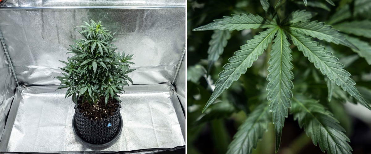 North Thunderfuck cannabisplant in week 4 van de vegetatieve groei met een vollere canopy, sterke vertakking en gezonde waaierbladeren groeiend in aarde onder LED-licht