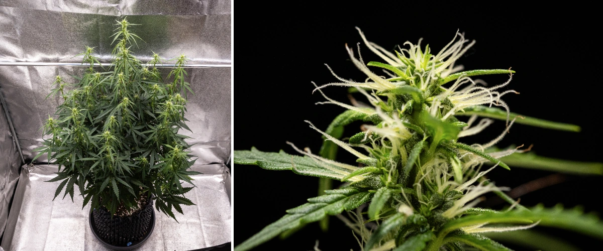 GOAT'lato Auto cannabisplant in week 5 en 6 van de vroege bloeifase met gevestigde budsites, gecontroleerde stretch en compacte structuur onder LED-licht